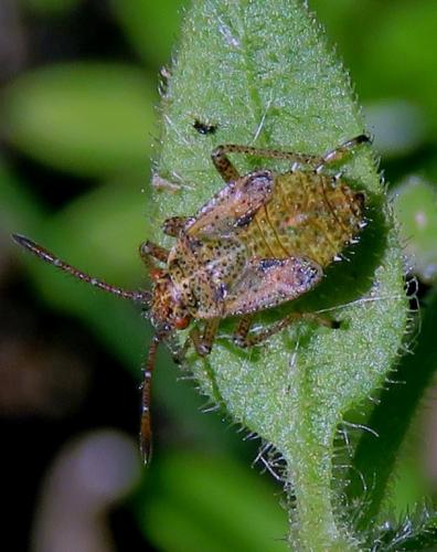 Corizus hyoscyami hyoscyami